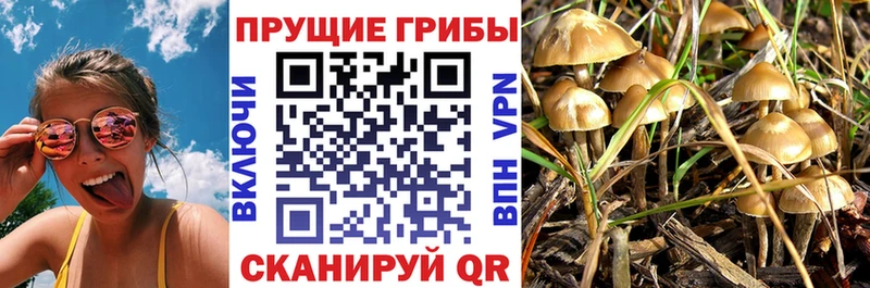 Псилоцибиновые грибы Psilocybine cubensis  закладка  Суздаль 